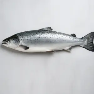Salamon